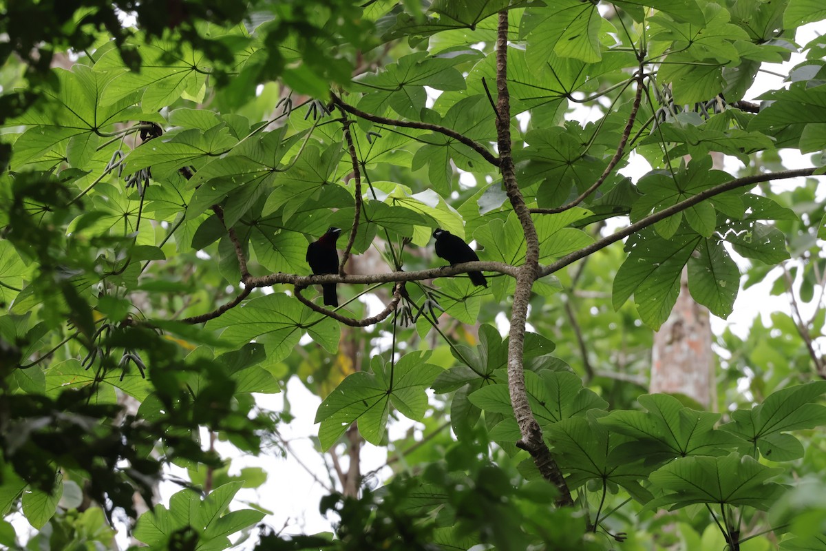 Mor Gerdanlı Meyve Kotingası - ML647322649