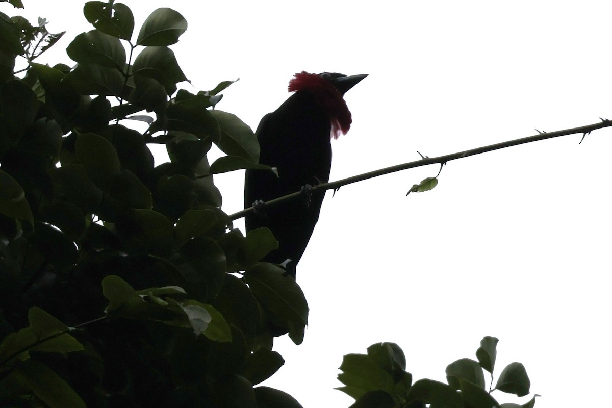 Mor Gerdanlı Meyve Kotingası - ML647322652