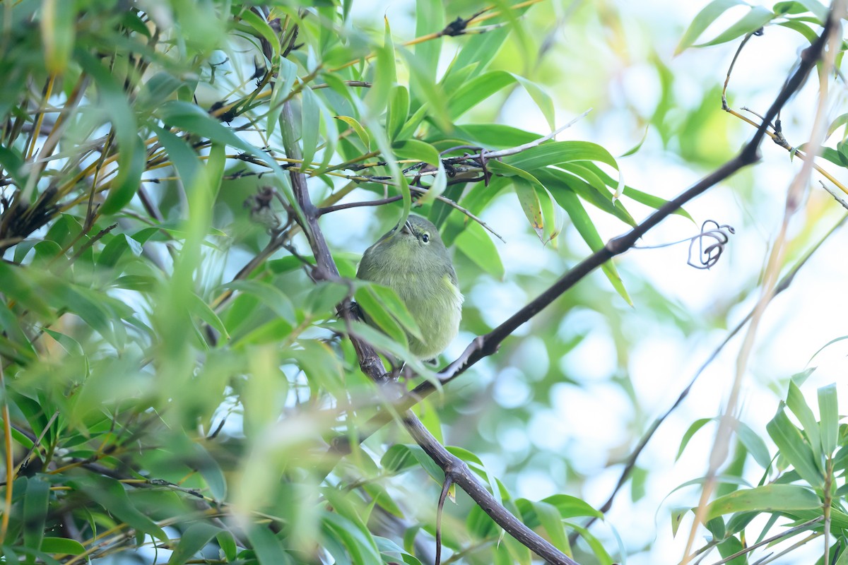 Orange-crowned Warbler - ML647322653