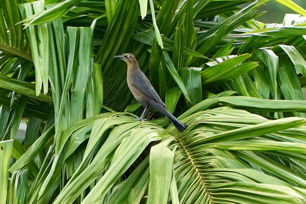 Great-tailed Grackle - ML647322656