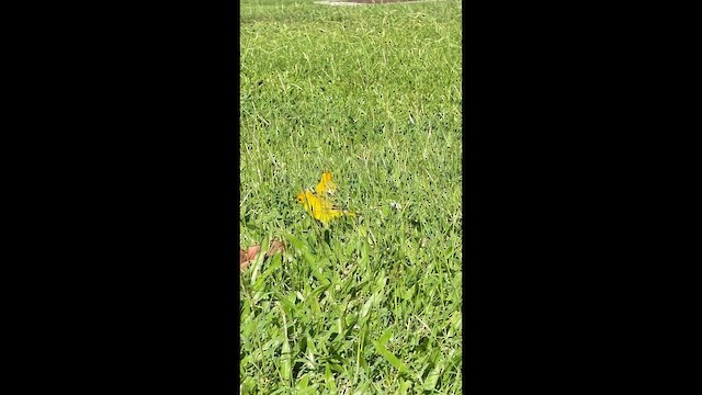 Saffron Finch - ML647322662