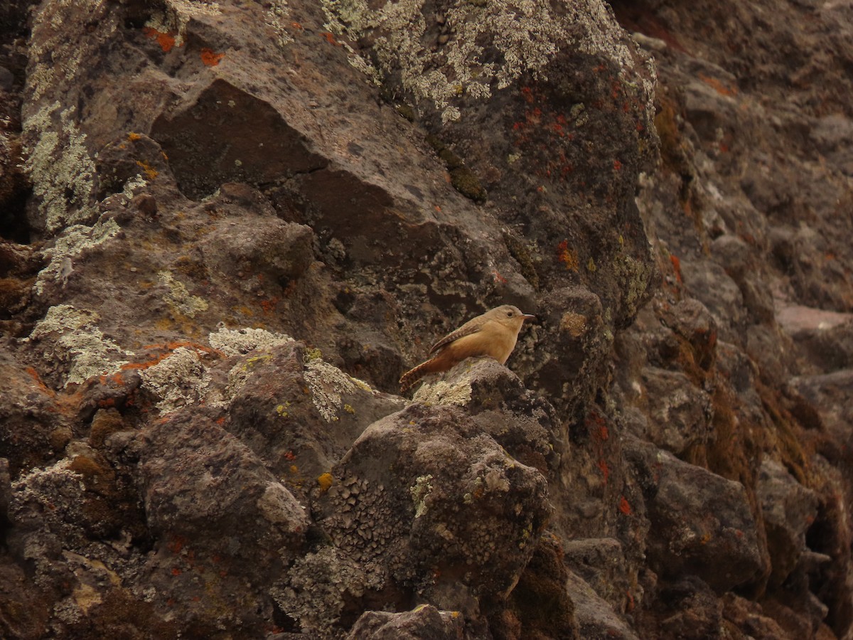 Southern House Wren - ML647322667