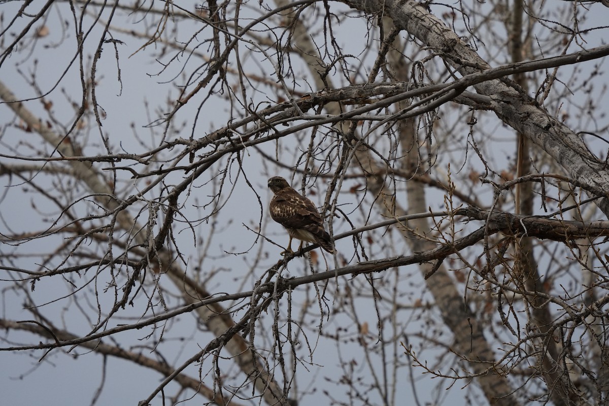 Poiana codarossa - ML647322672