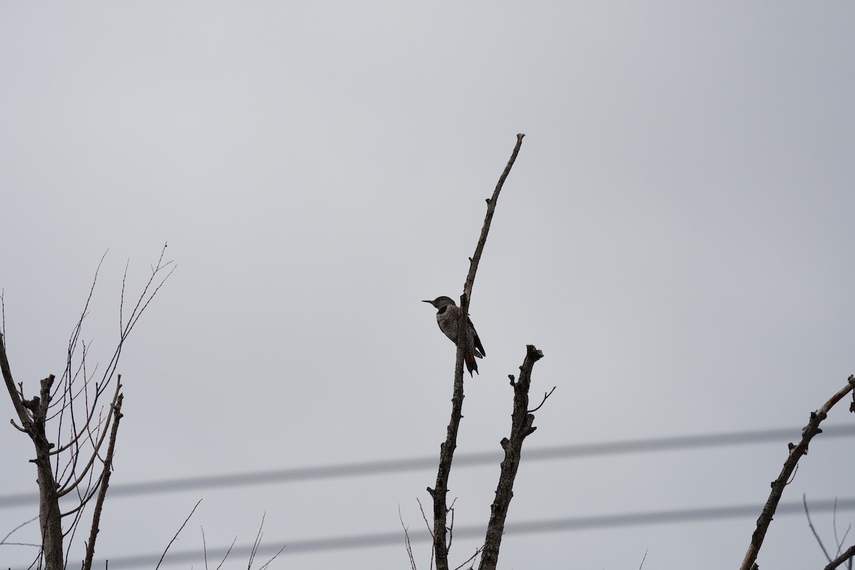 Northern Flicker - ML647322679