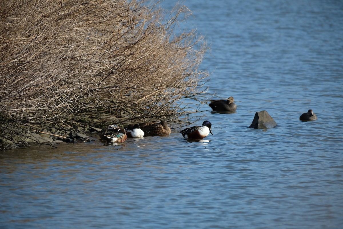 Northern Shoveler - ML647322680