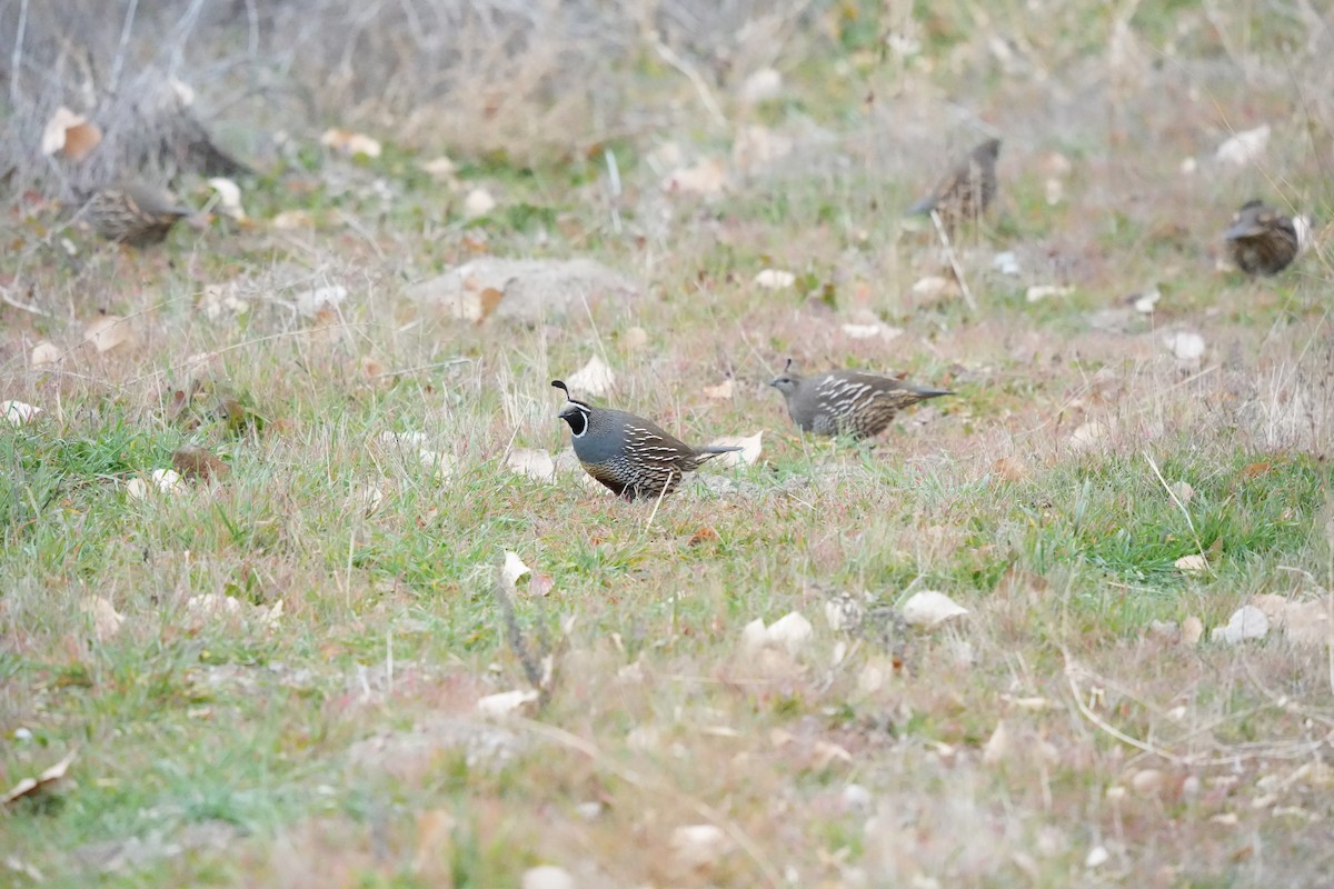 Colino della California - ML647322684