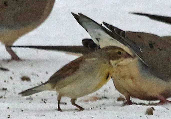 Dickcissel - ML647322713