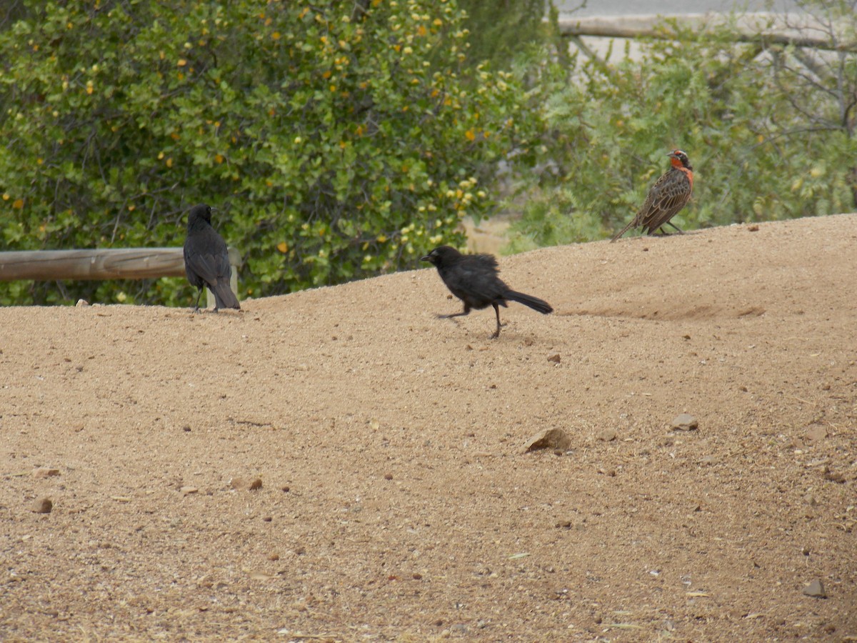 Austral Blackbird - ML647322717