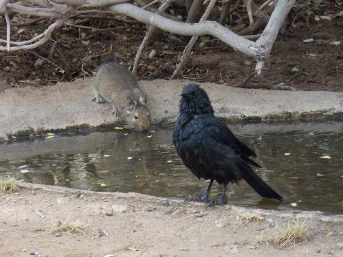 Austral Blackbird - ML647322718