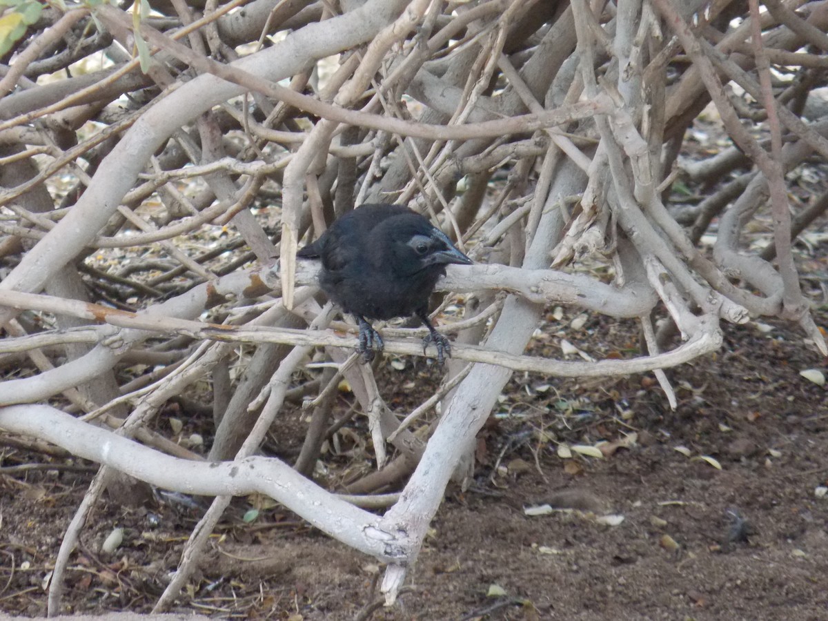 Austral Blackbird - ML647322719