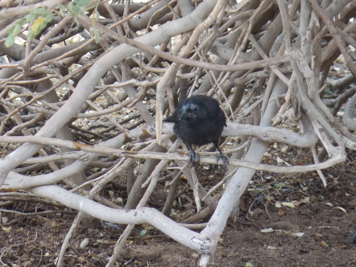 Austral Blackbird - ML647322720