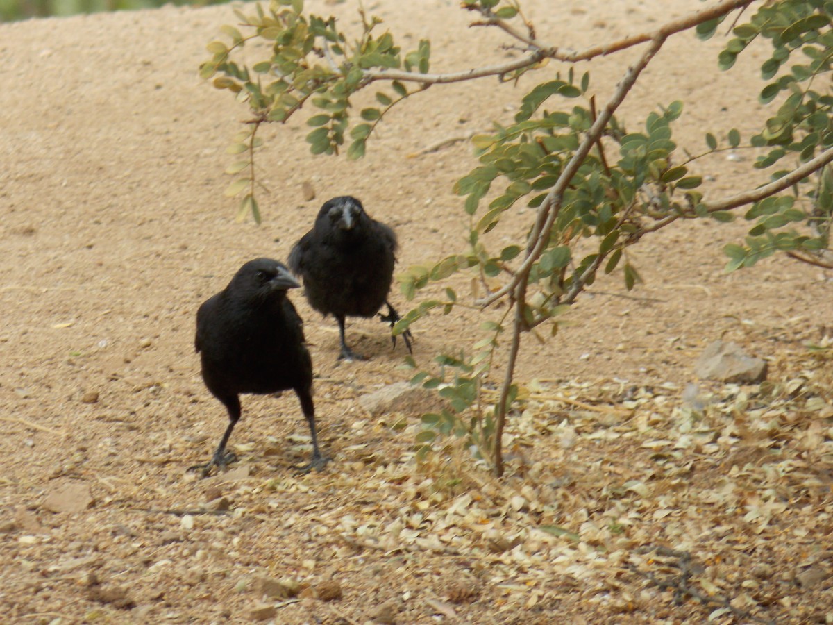 Austral Blackbird - ML647322721