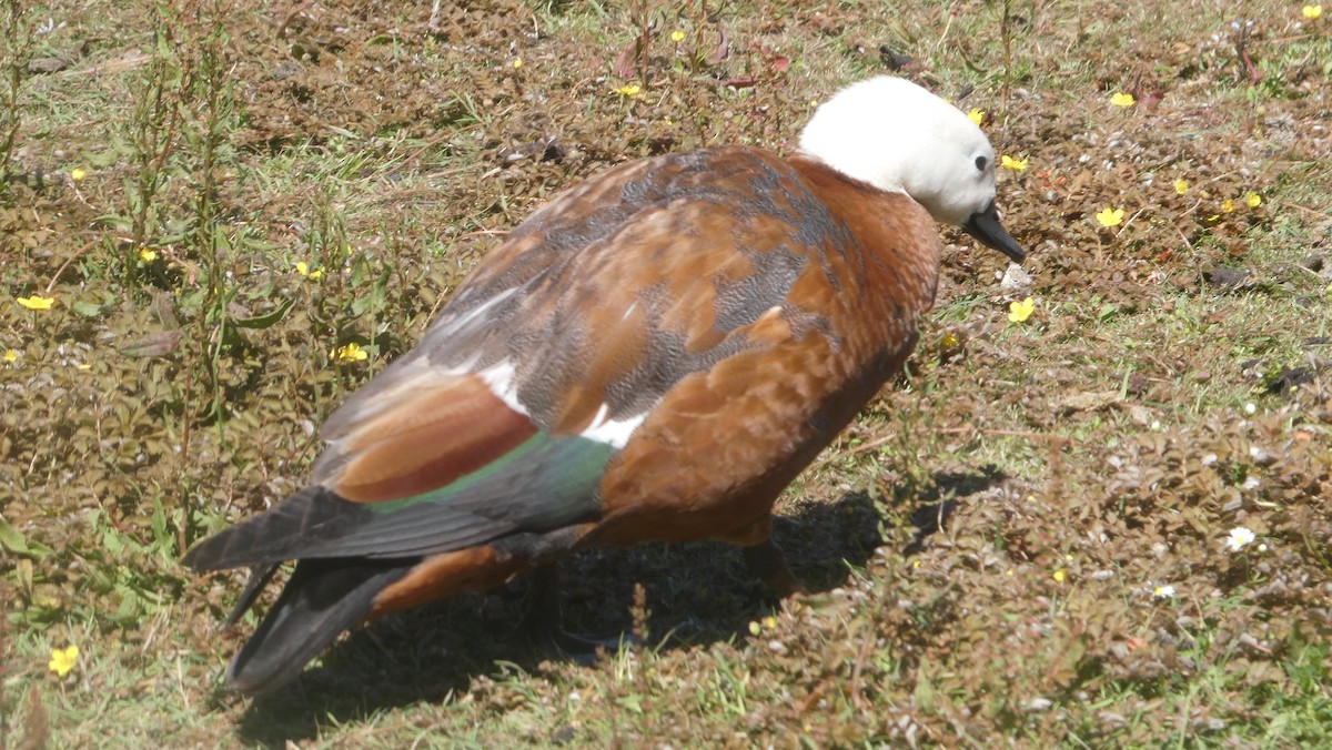 Paradise Shelduck - ML647322730