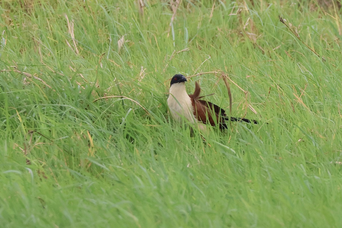 Senegal Coucal - ML647322731