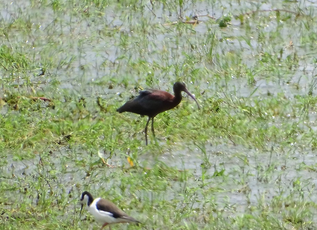 White-faced Ibis - ML647322770