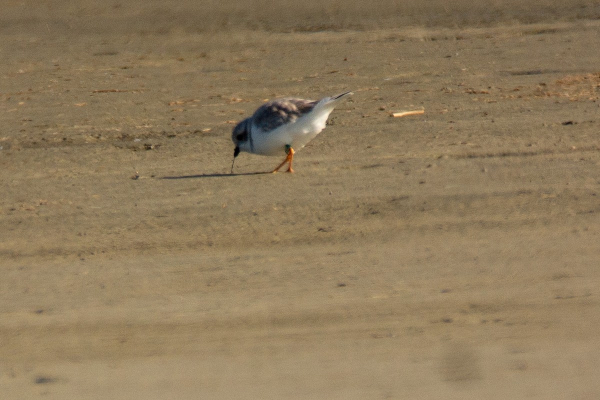 Flötenregenpfeifer - ML647322781