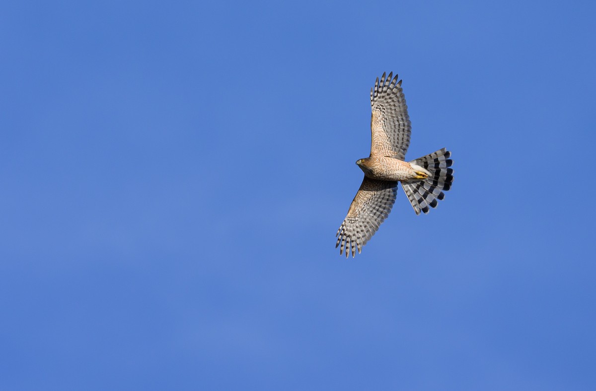 Cooper's Hawk - ML647322802