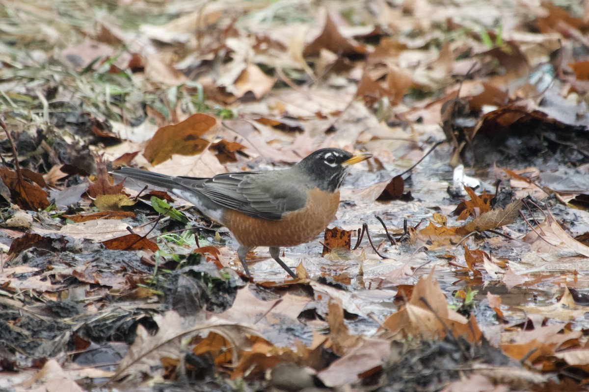 drozd stěhovavý - ML647322803