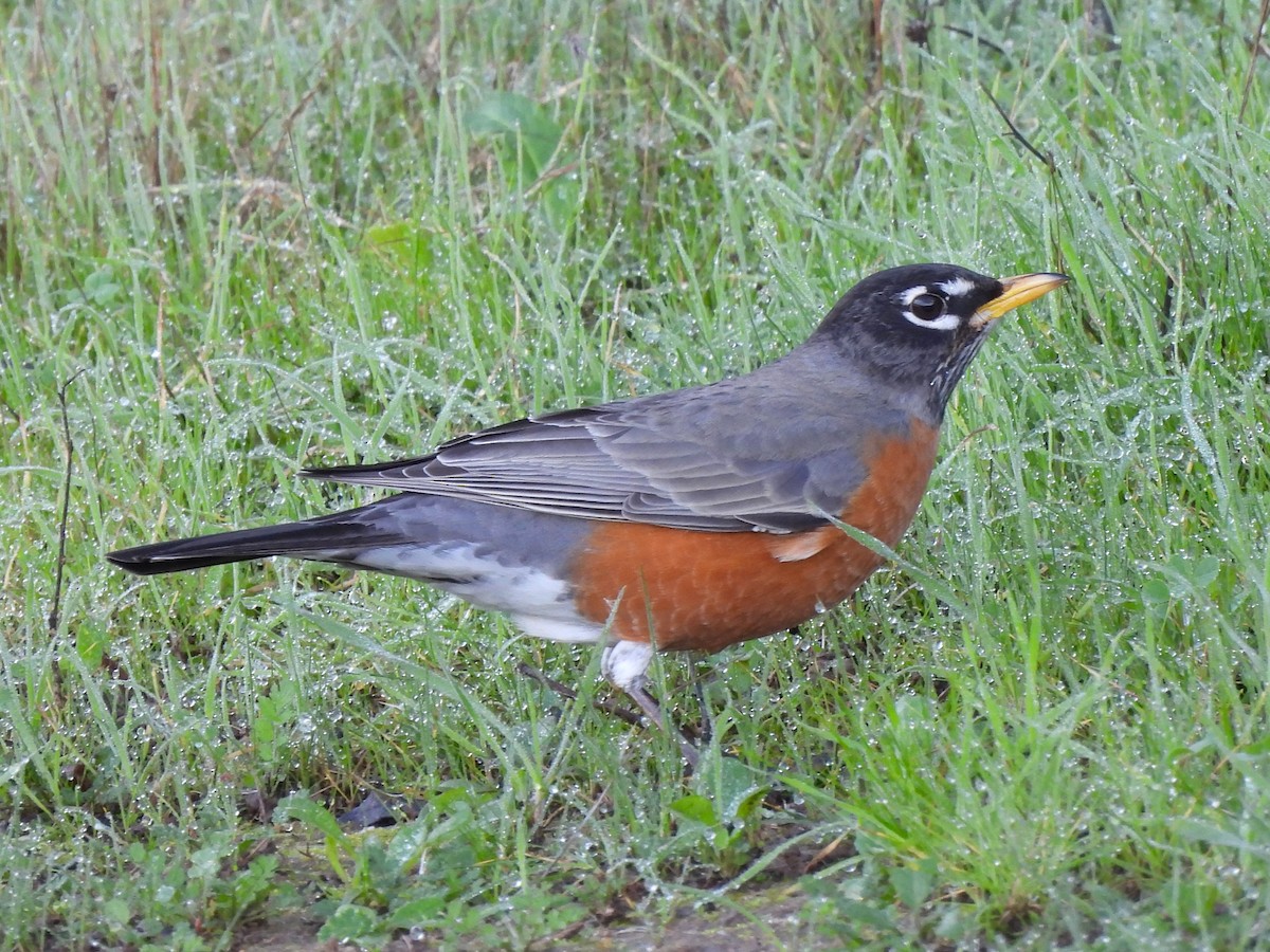 drozd stěhovavý - ML647322804