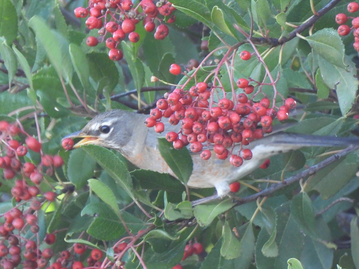 drozd stěhovavý - ML647322805