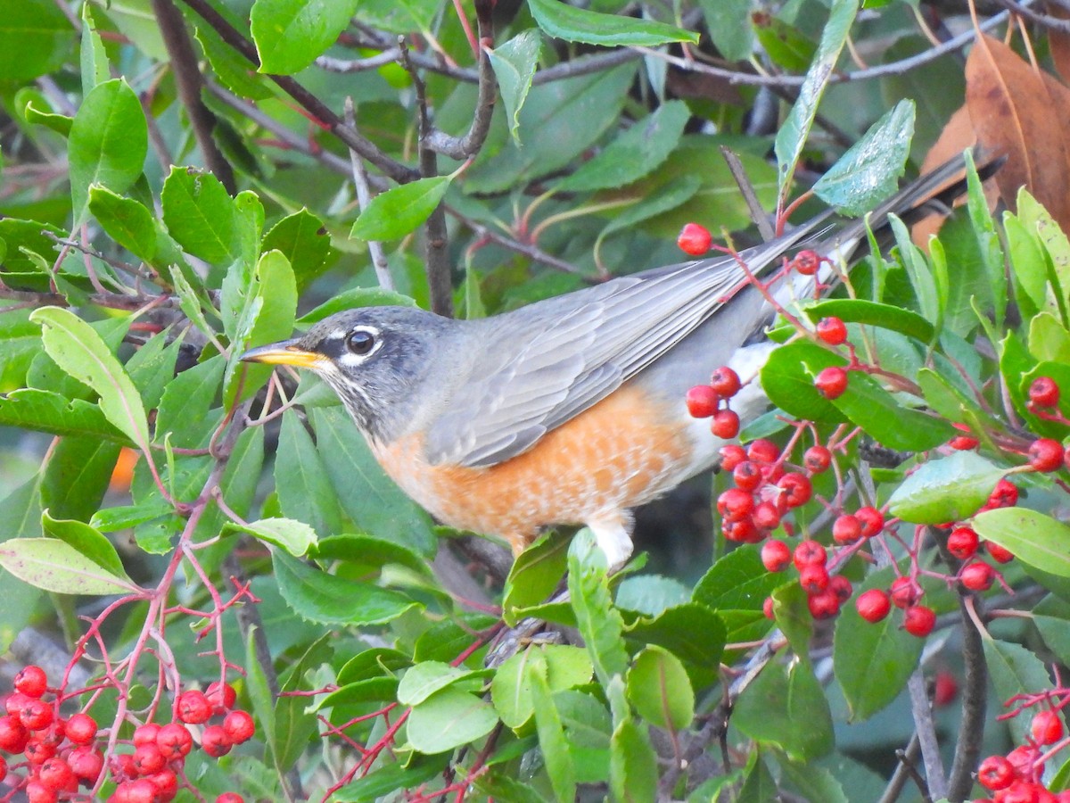 drozd stěhovavý - ML647322806