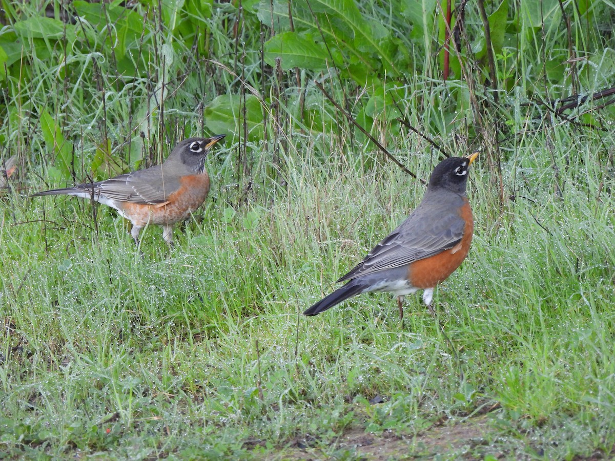 drozd stěhovavý - ML647322807