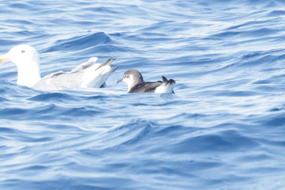 buřňák severní - ML647322809