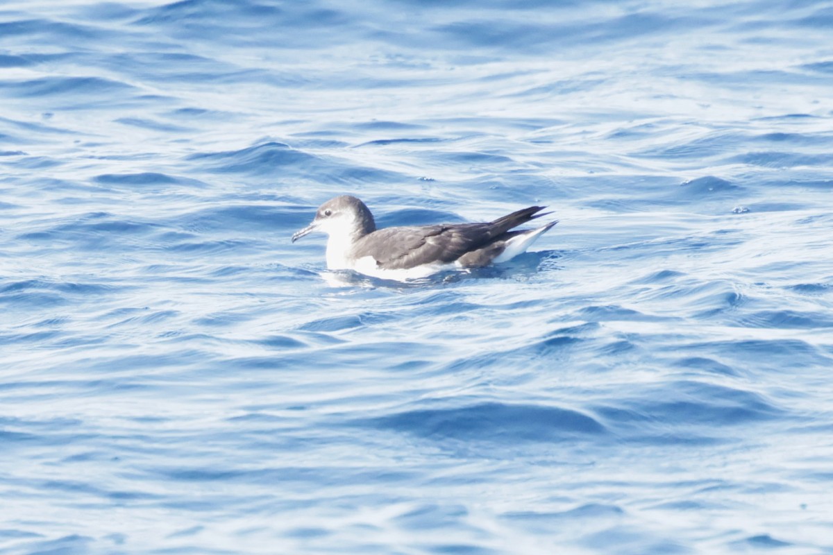 buřňák severní - ML647322810