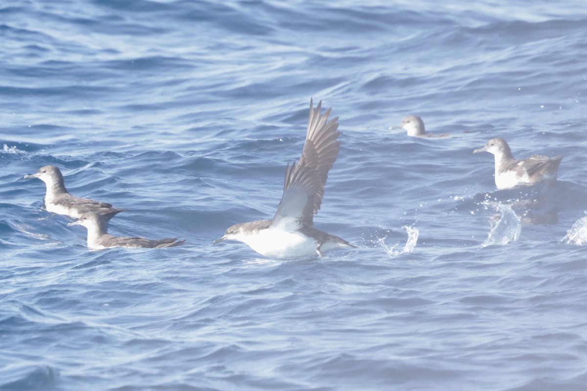 buřňák severní - ML647322811