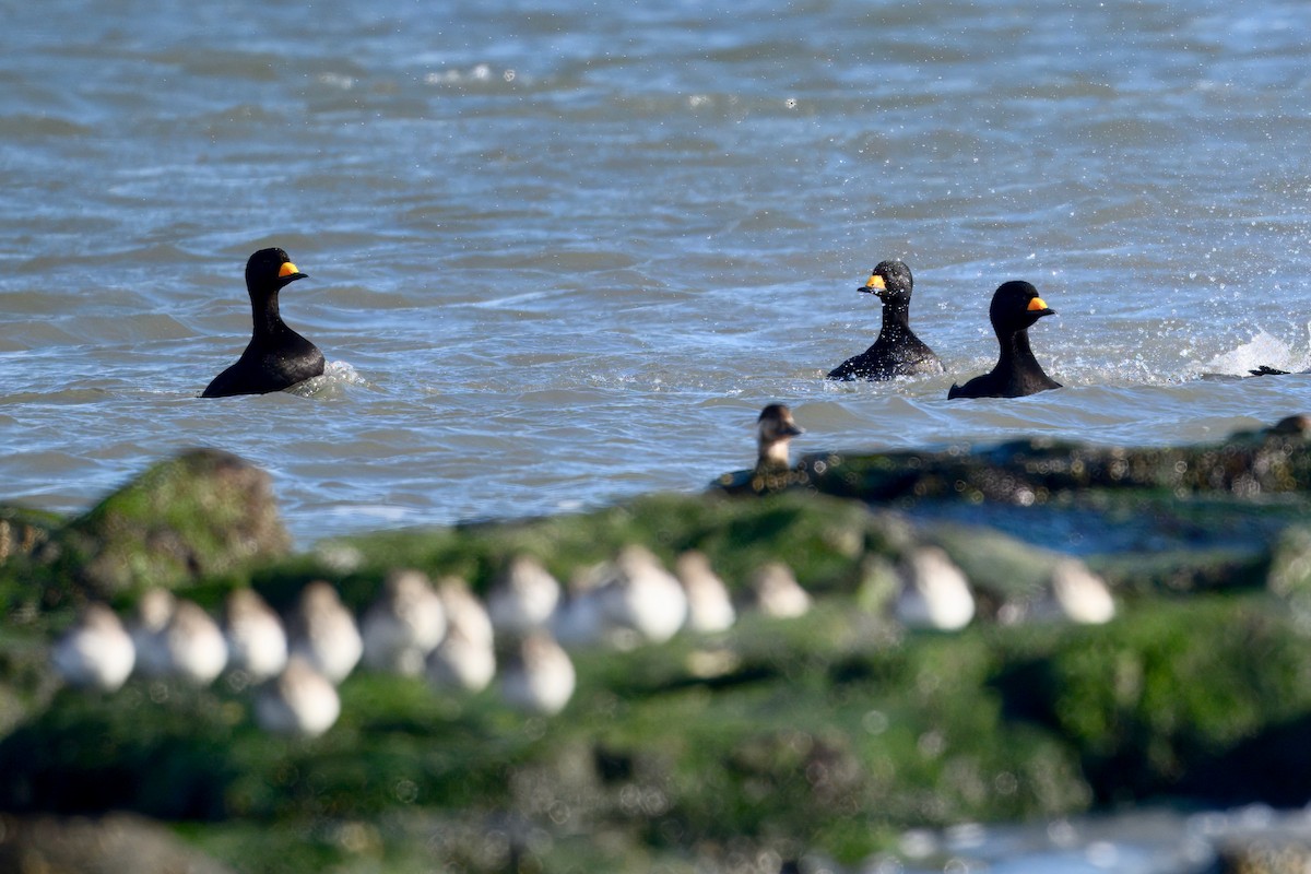 turpan žlutozobý - ML647322812