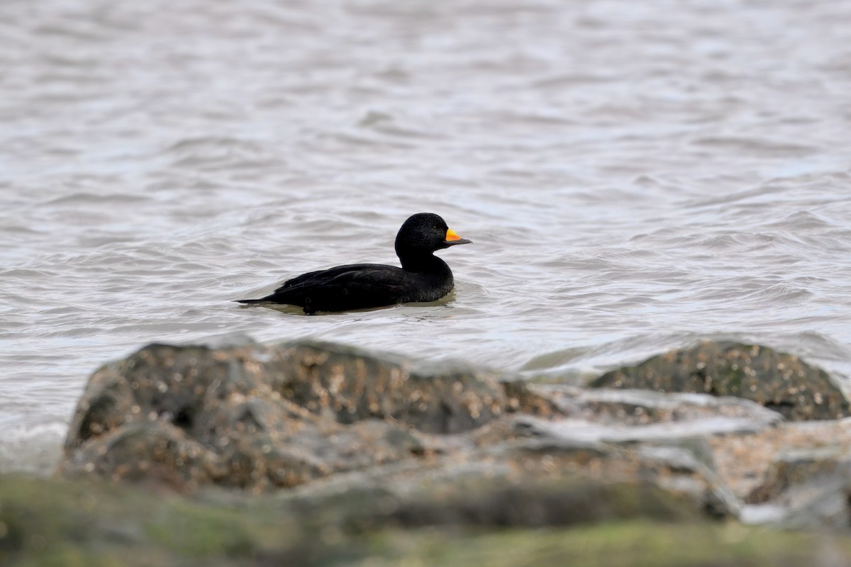 turpan žlutozobý - ML647322815