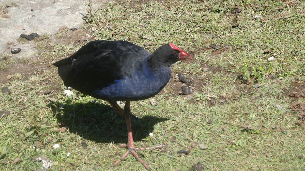 Australasian Swamphen - ML647322824