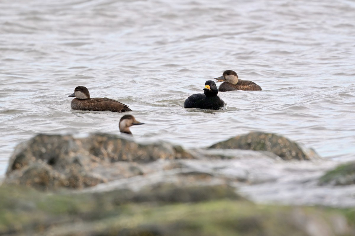 turpan žlutozobý - ML647322825