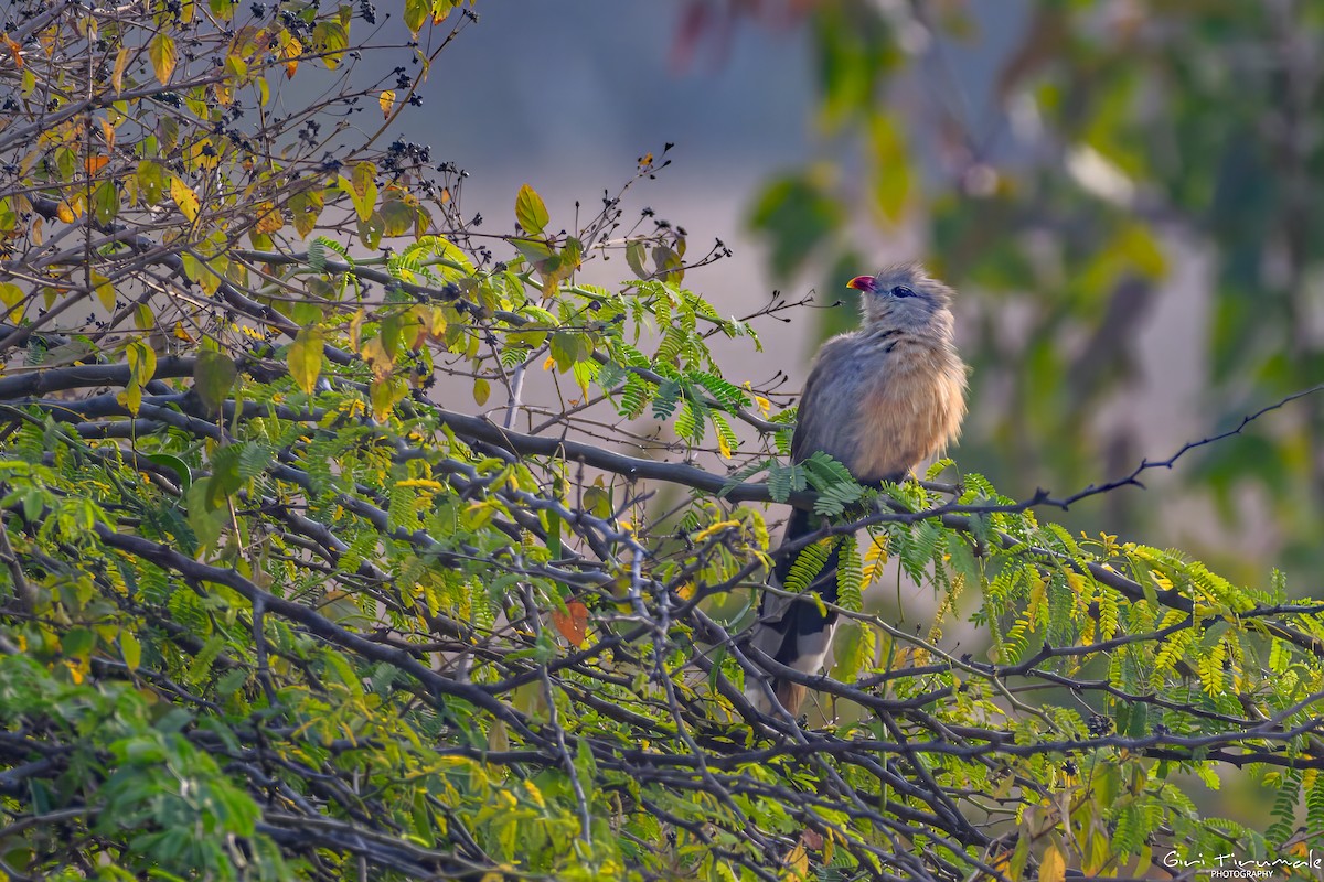 Sirkeer Malkoha - ML647322843