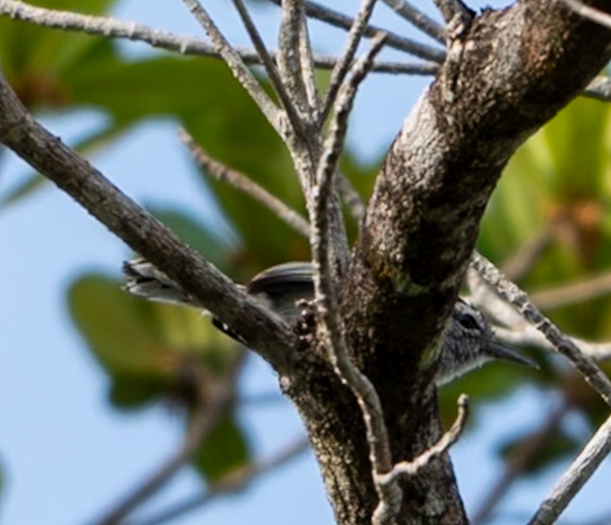 Kara Başlı Karıncaçıvgını - ML647322860