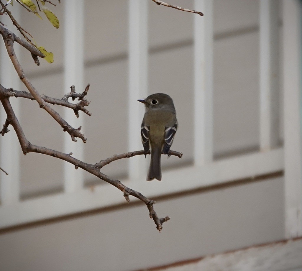 Hammond's Flycatcher - ML647322868