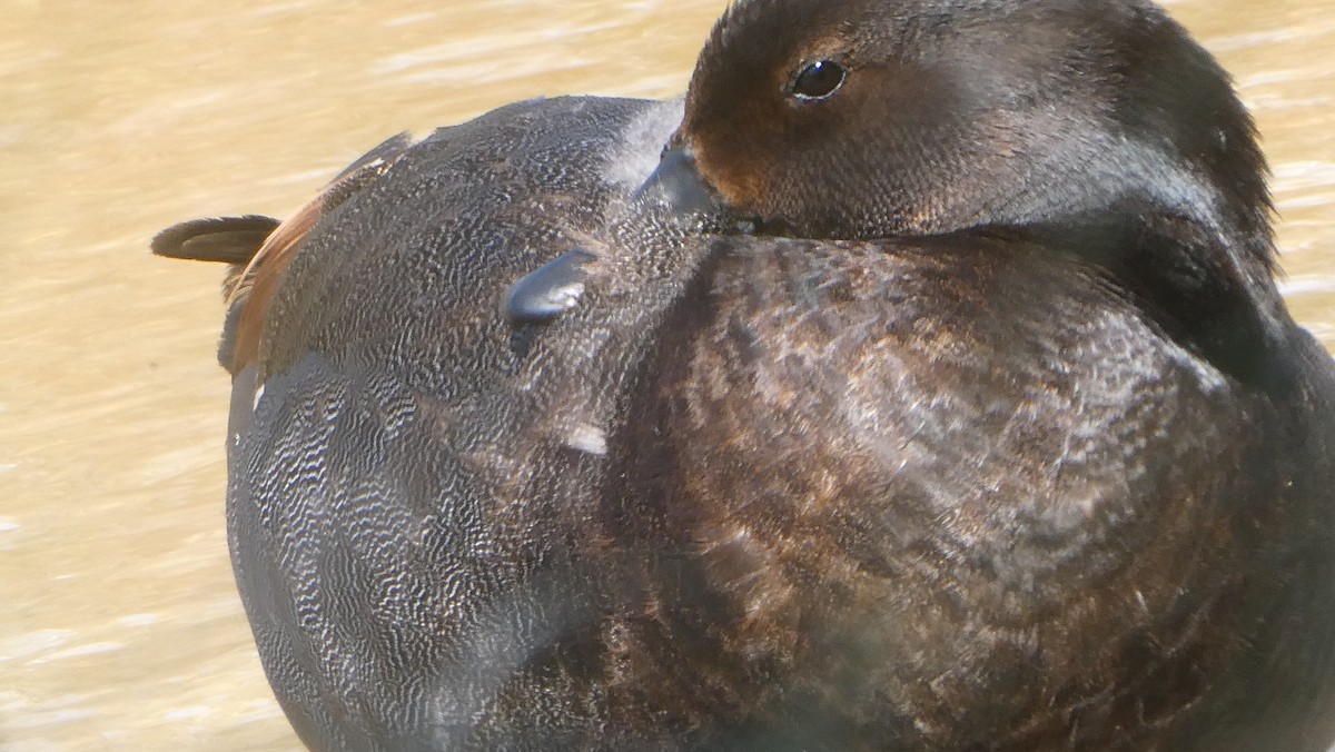 New Zealand Scaup - ML647322880