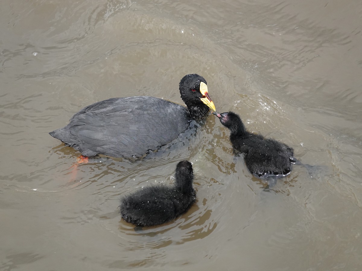 Red-gartered Coot - ML647322889