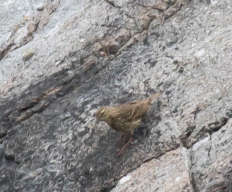 Rock Pipit - ML647322900