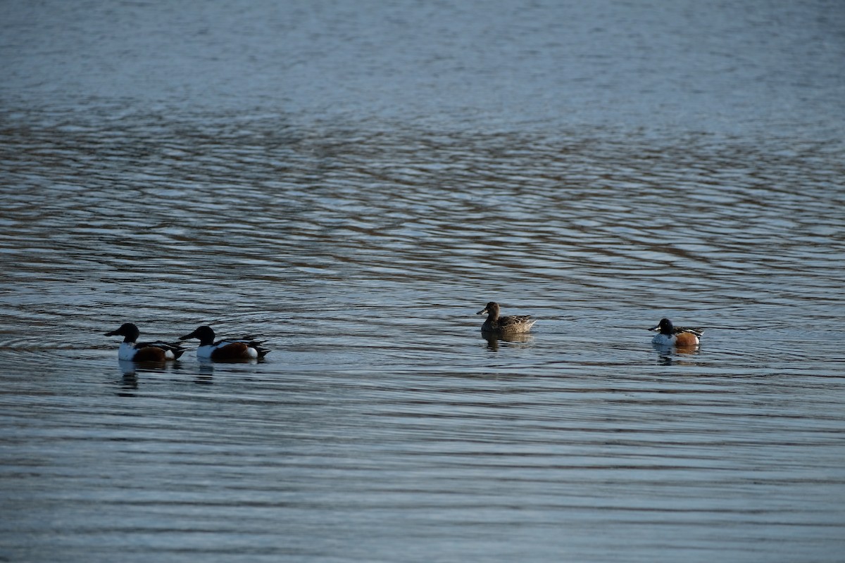 Northern Shoveler - ML647322919
