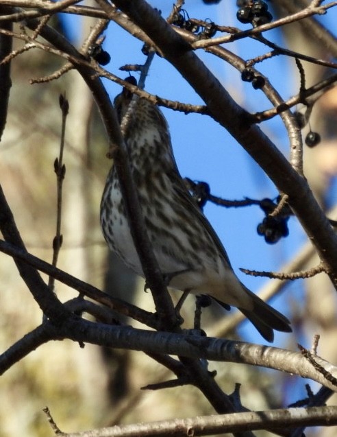 Purple Finch - ML647322920