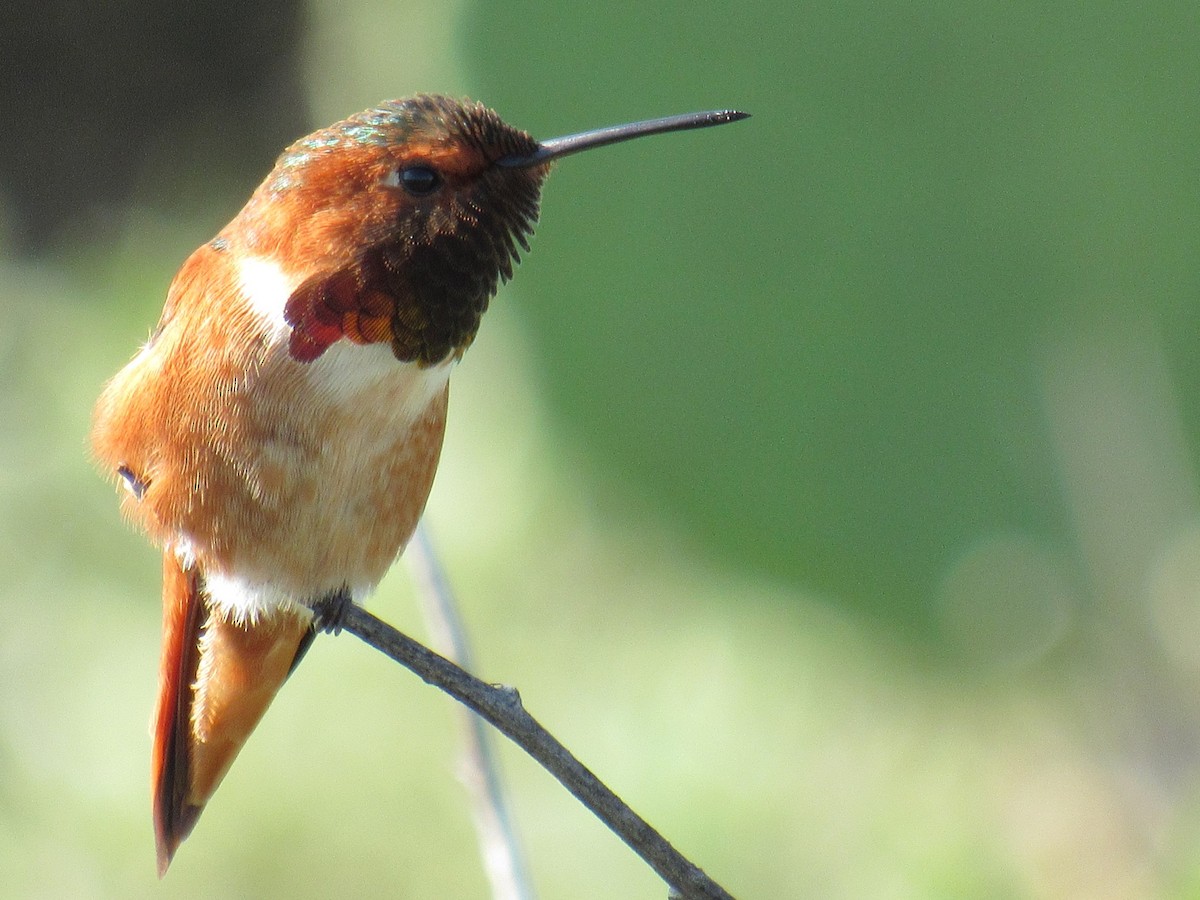 Allen's Hummingbird - ML647322923