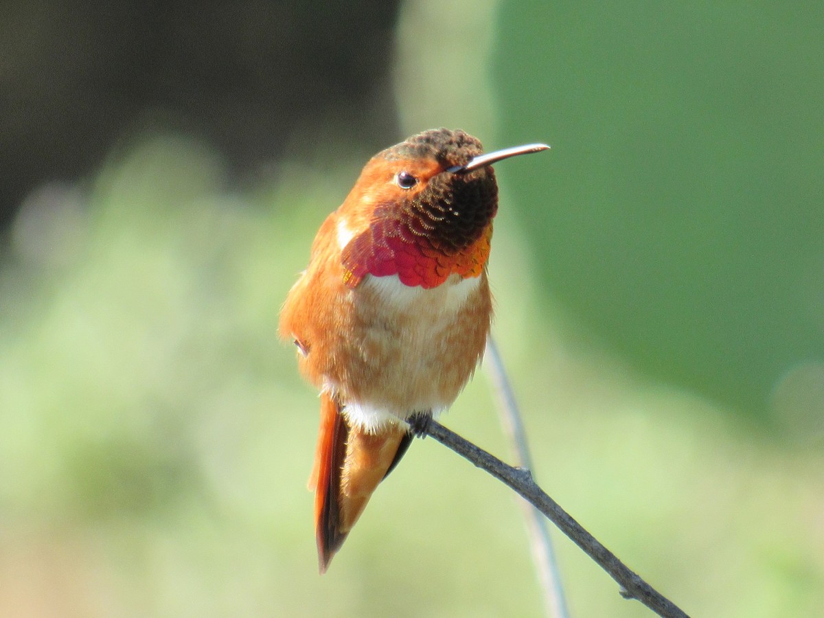 Allen's Hummingbird - ML647322924