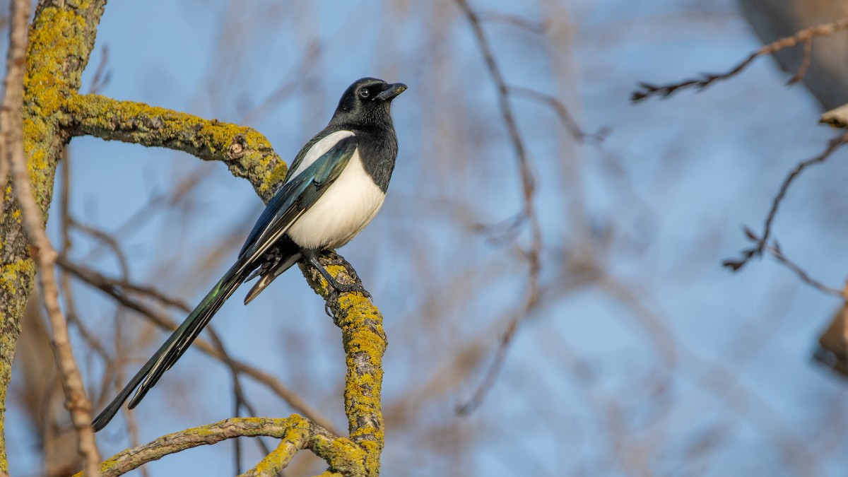 Eurasian Magpie - ML647322927