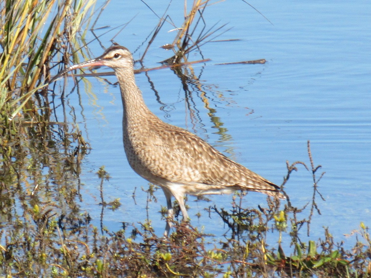 Hudsonian Whimbrel - ML647322930