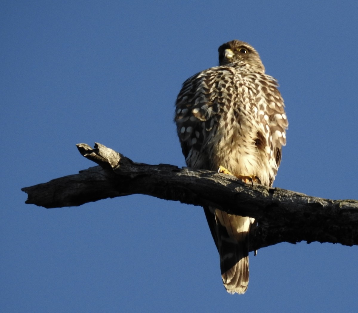 Cooper's Hawk - ML647322934