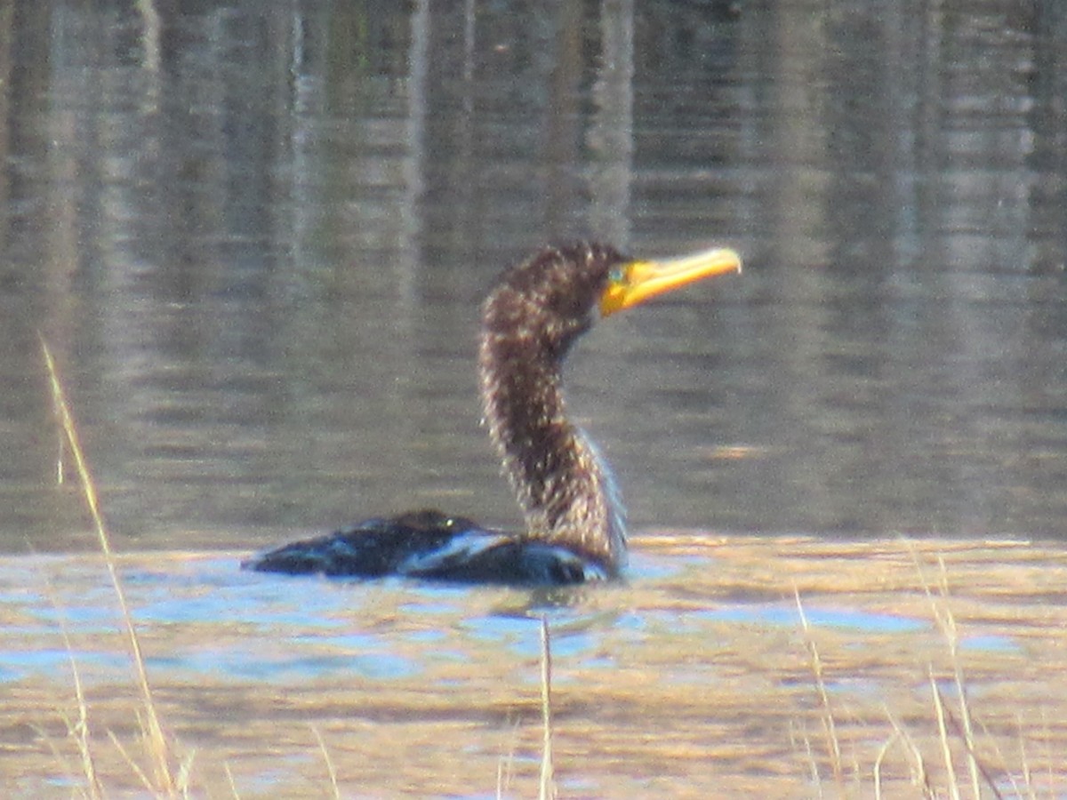 Double-crested Cormorant - ML647322939