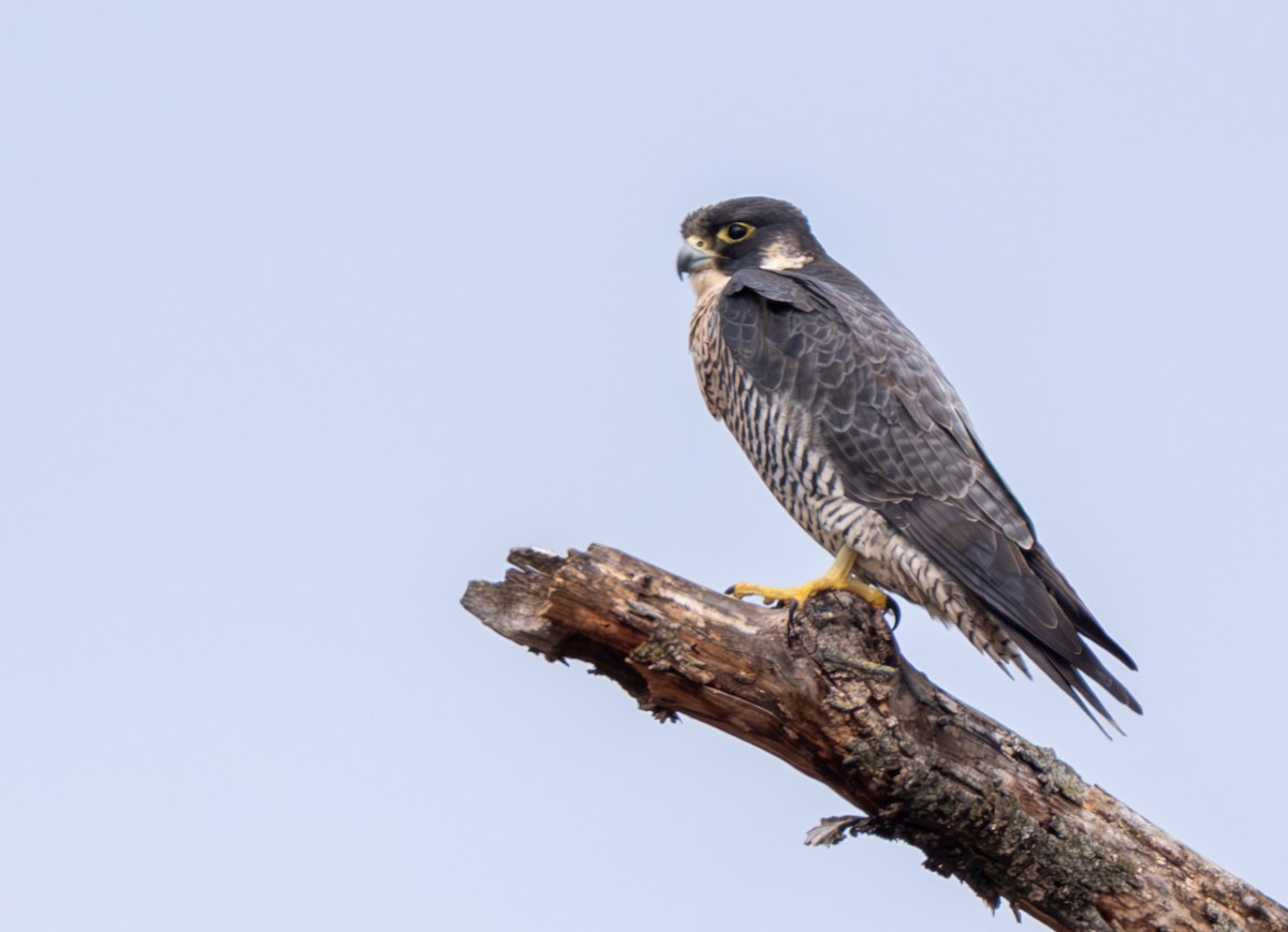 Wanderfalke - ML647322949