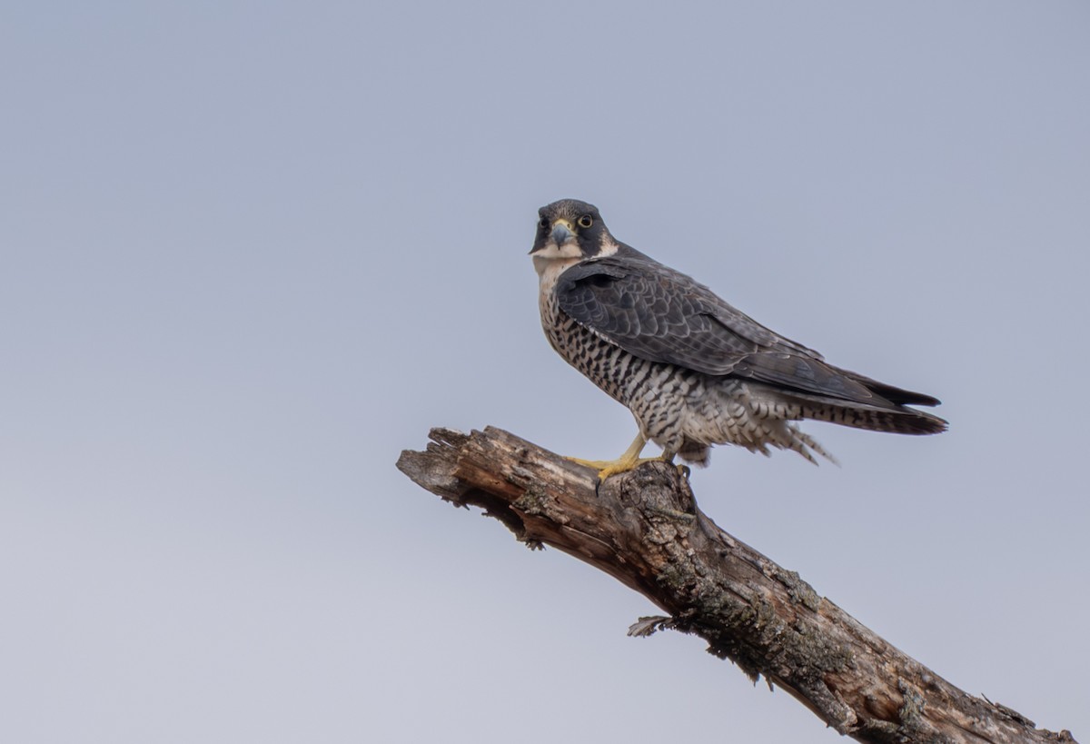 Wanderfalke - ML647322950