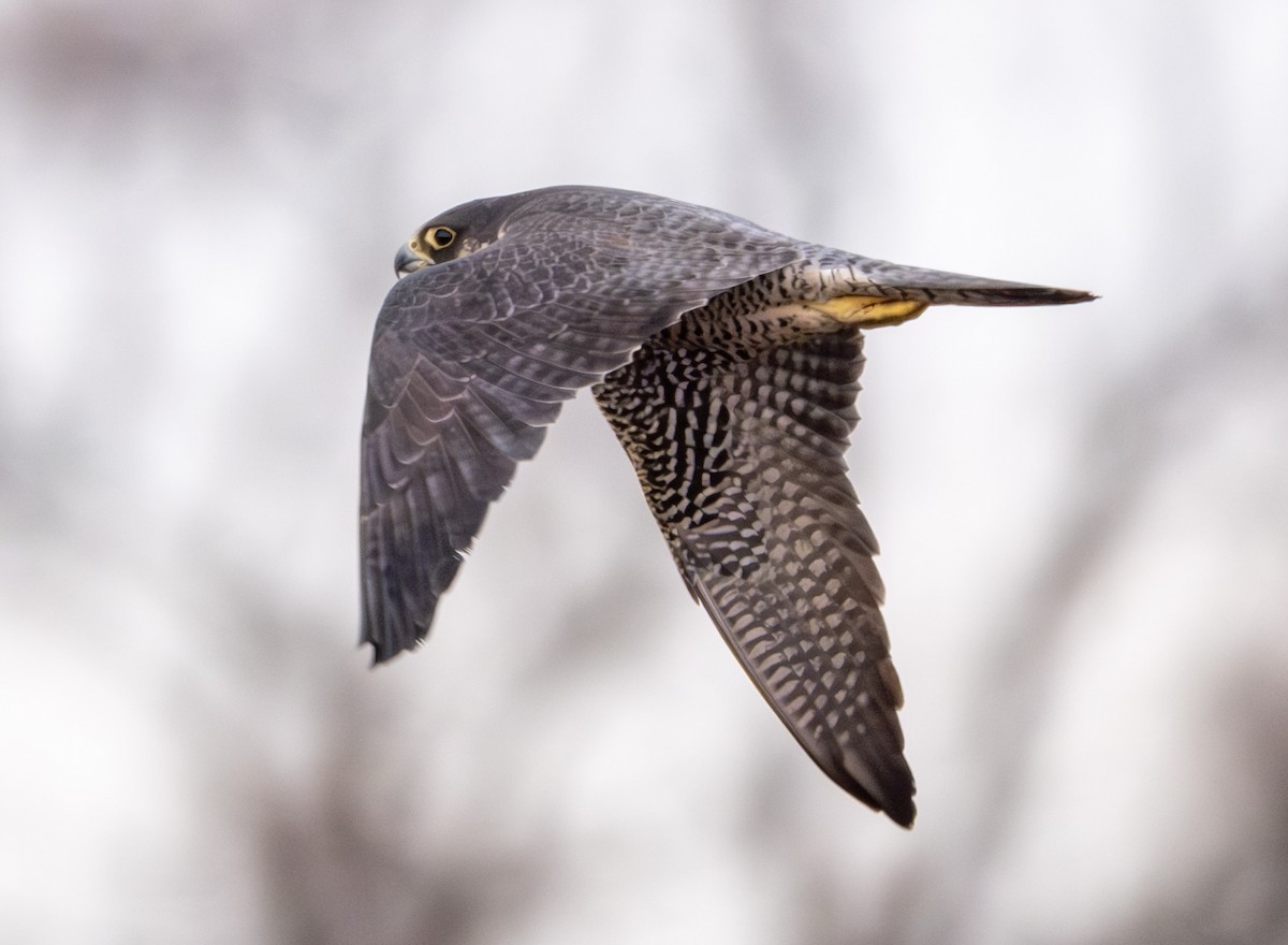 Wanderfalke - ML647322952